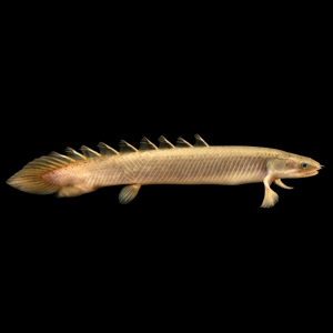 Полиптерус сенегальский (Рыба Дракон)